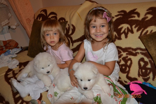 DO SPRZEDANIA Rodowodowe Szczeniaczki Rasy SAMOYED