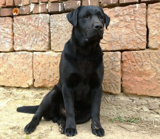 Labrador Retriever FCI  Krycie reproduktor