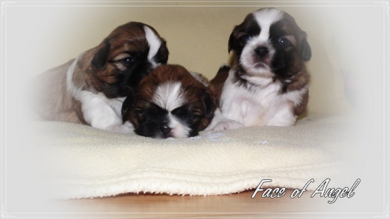 SHIH TZU szczenięta z rodowodem FCI