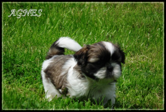 SHIH TZU szczenięta z rodowodem FCI
