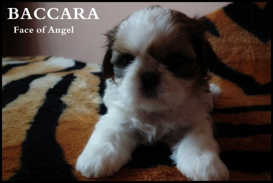 SHIH TZU szczenięta z rodowodem FCI