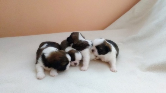SHIH TZU szczenięta z rodowodem FCI(ZKwP)